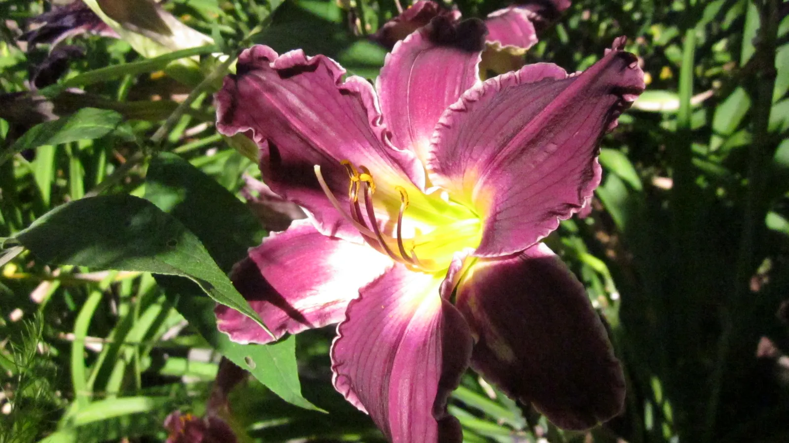 Yellow Daylily (Hemerocallis Lilioasphodelus) — Thriving in full sun to partial shade, it reaches a stature of 2-3 feet tall with an equal spread