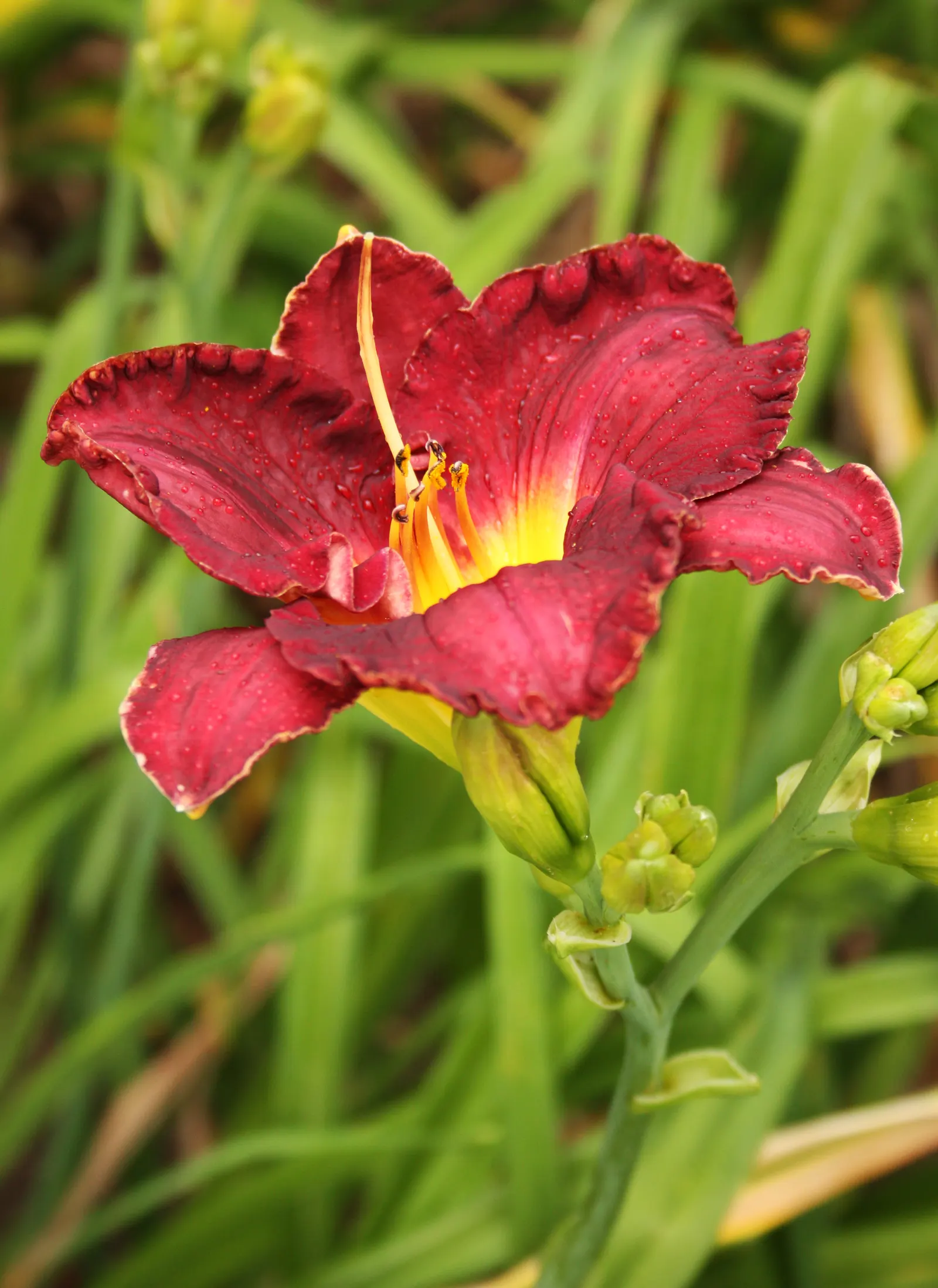 Yellow Daylily (Hemerocallis Lilioasphodelus) — commonly referred to as the Yellow Daylily; adaptable to various soil types