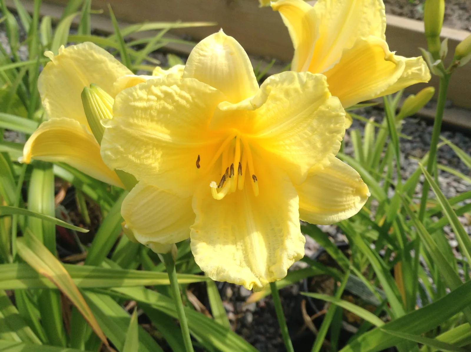 Yellow Daylily (Hemerocallis Lilioasphodelus) — perennial for full or half