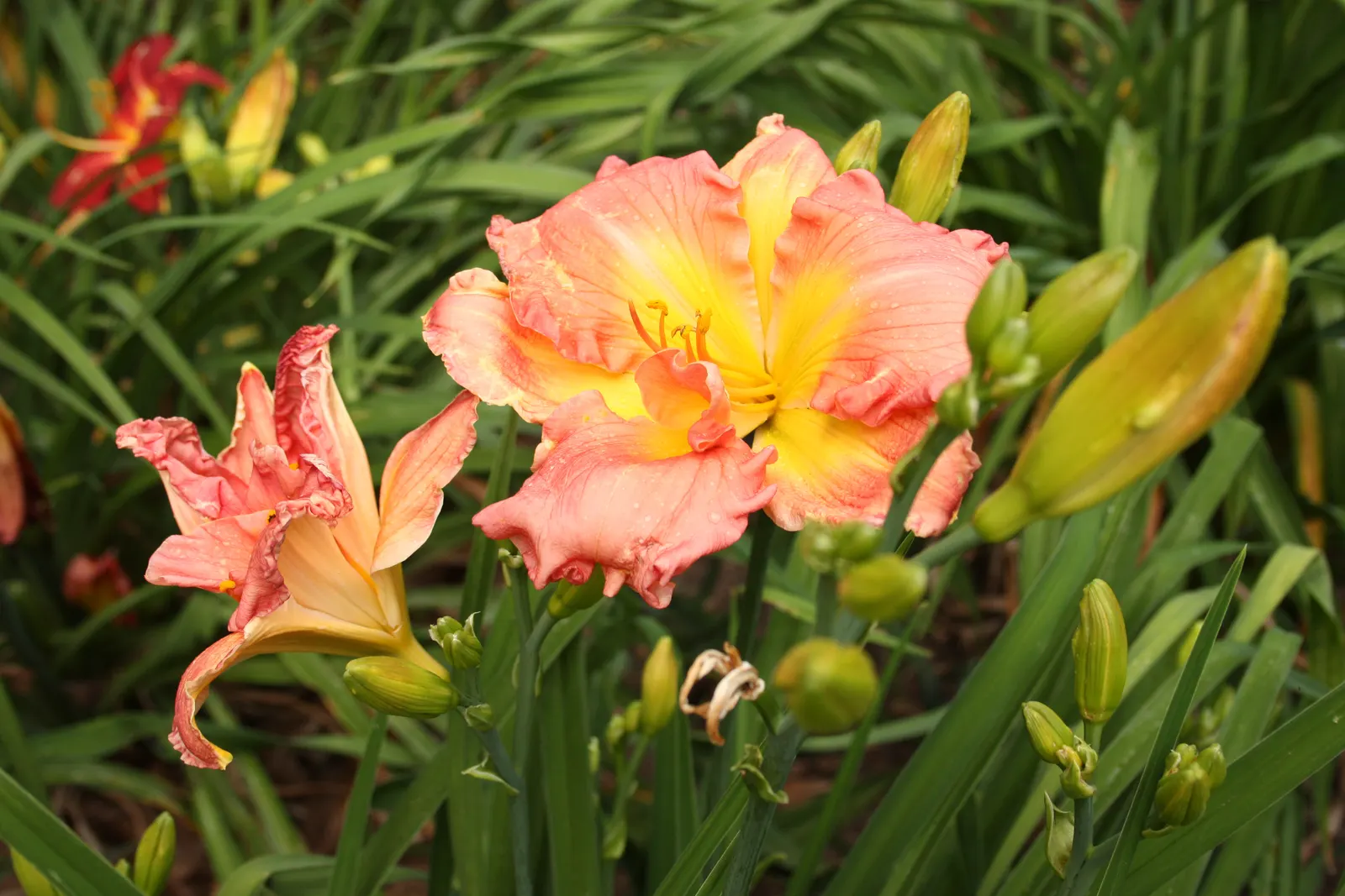 Yellow Daylily (Hemerocallis Lilioasphodelus) — showcasing its resilience across various climates; adaptable to various soil types