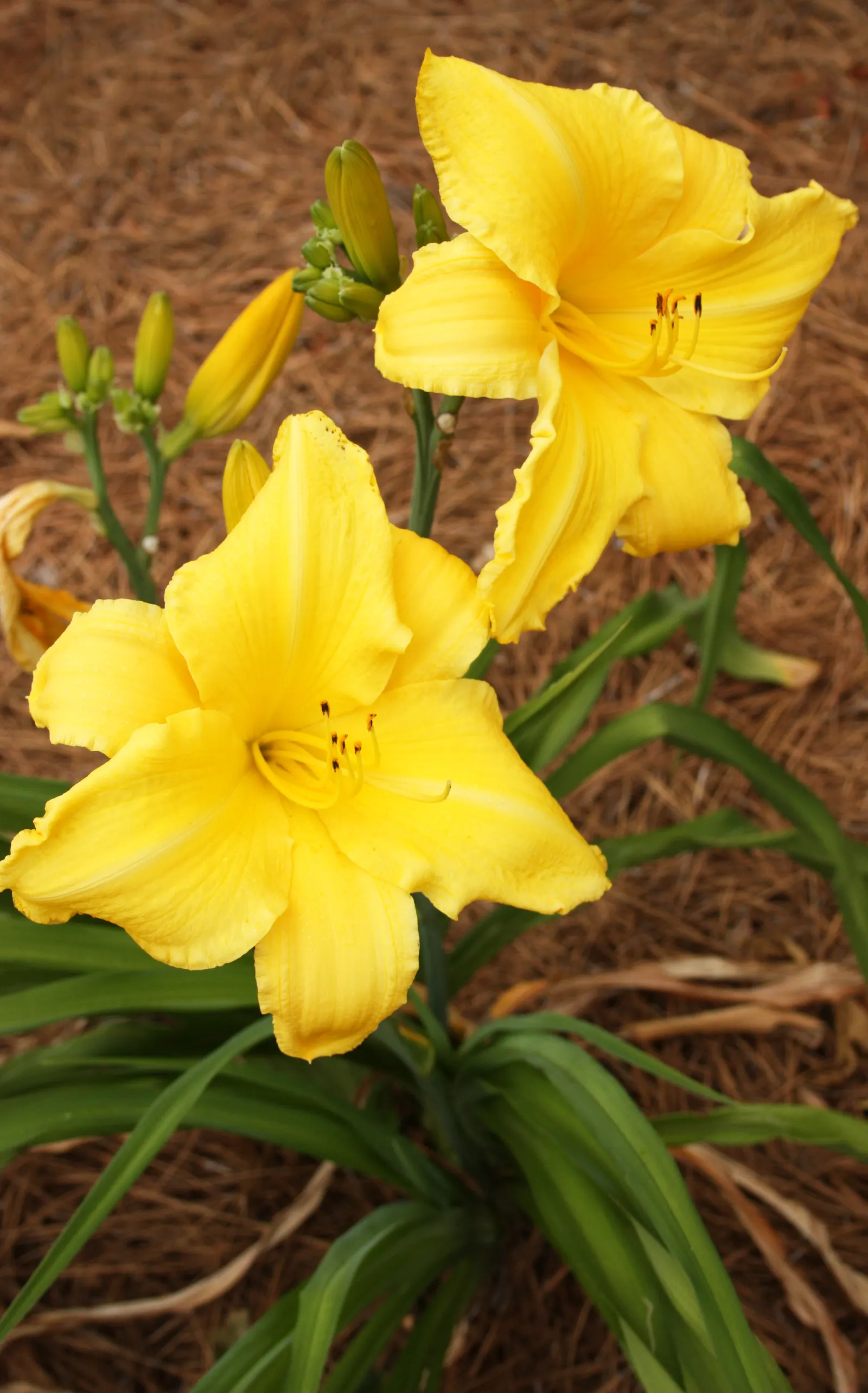 Yellow Daylily (Hemerocallis Lilioasphodelus) — this hardy species thrives in USDA hardiness zones 3 through 9; making it a reliable and attractive choice for