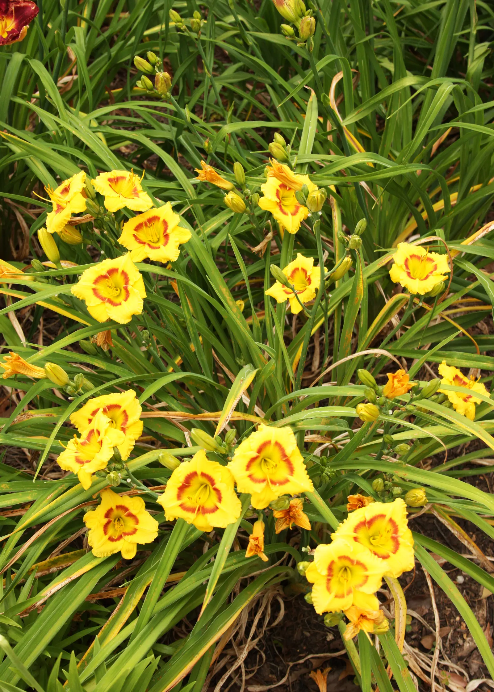 Yellow Daylily (Hemerocallis Lilioasphodelus) — the Yellow Daylily presents a clumping habit typically reaching heights of 2 to 3 feet, image 32