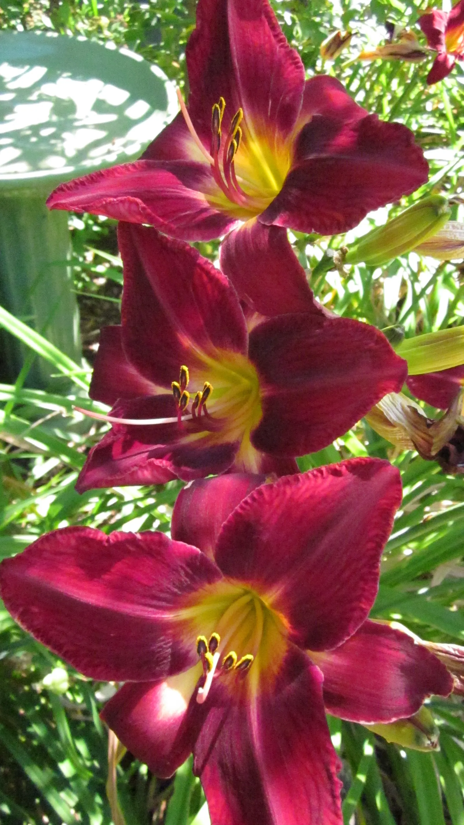 Yellow Daylily (Hemerocallis Lilioasphodelus) — about 3 to 4 inches in diameter; the Yellow Daylily presents a clumping habit typically reaching heights of 2