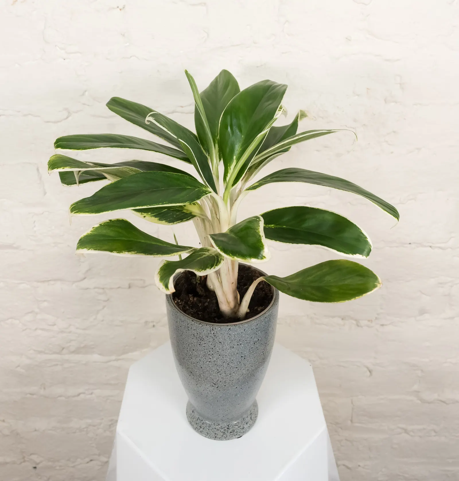 Ivory Frost™ Chinese Evergreen (Aglaonema x) — It grows 8-14 inches tall, making it ideal for desktops, shelves, and compact containers