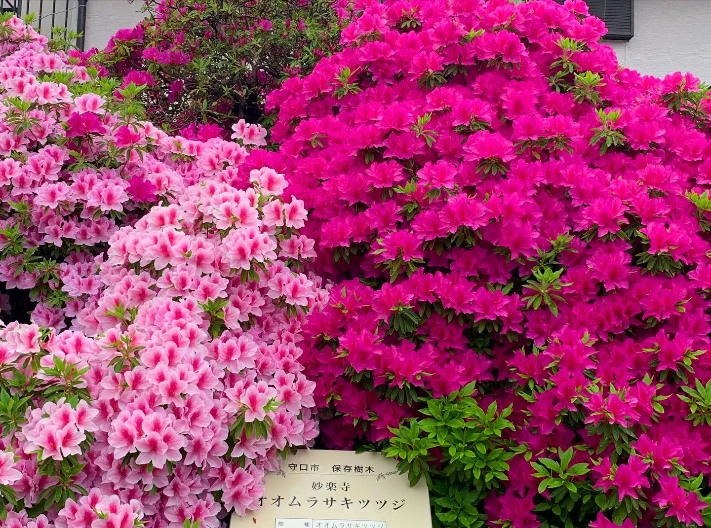 Rhododendron (Rhododendron 'April Song') — Rhododendron 'April Song' is an evergreen shrub that typically reaches 4-6 feet in height and spread