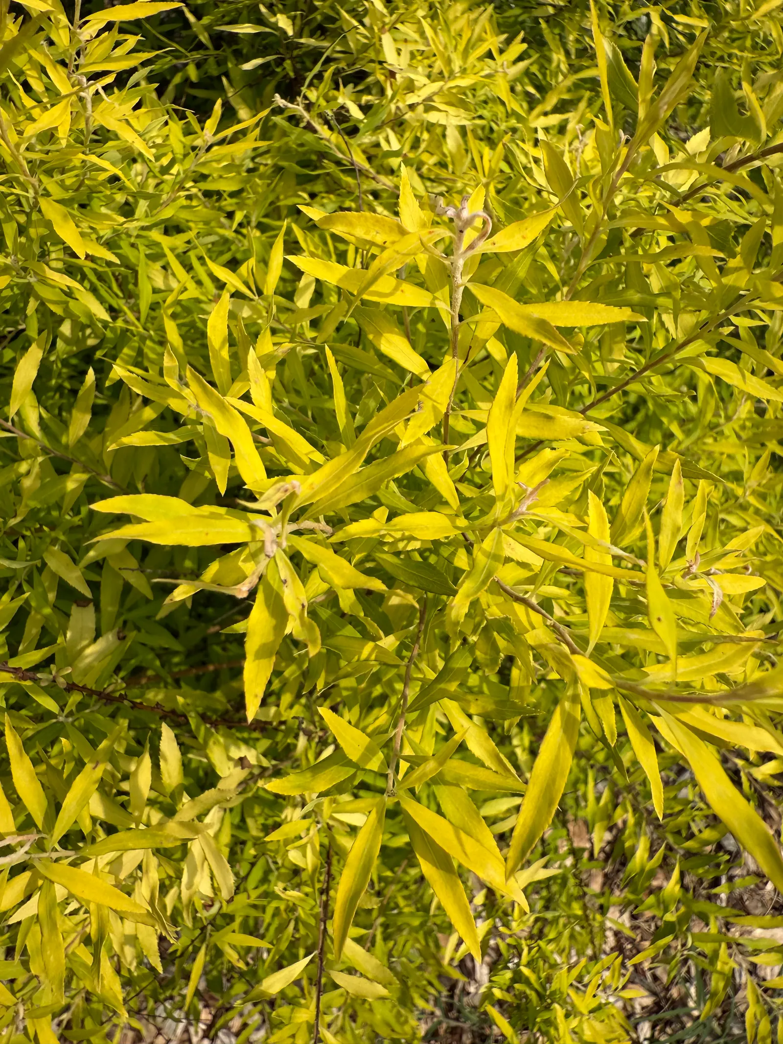 Mellow Yellow Spirea (Spiraea Thunbergii 'Ogon') — notable for its golden yellow leaves