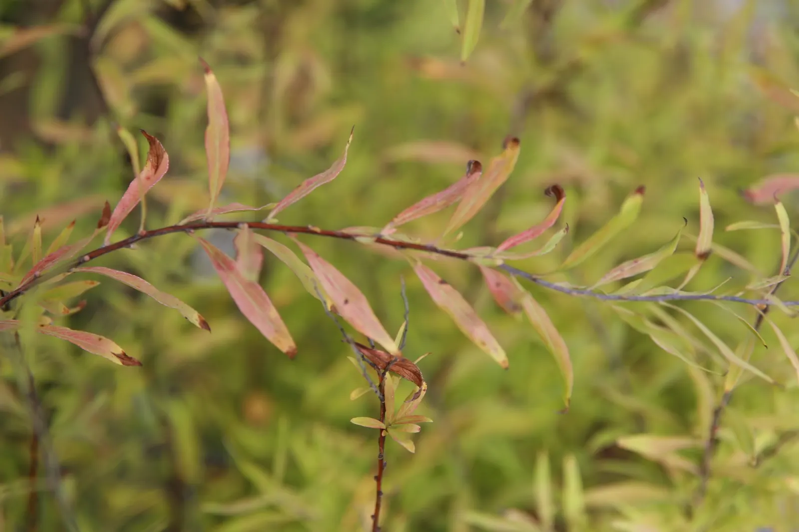 Mellow Yellow Spirea (Spiraea Thunbergii 'Ogon') — scientifically known as Spiraea thunbergii 'Ogon'