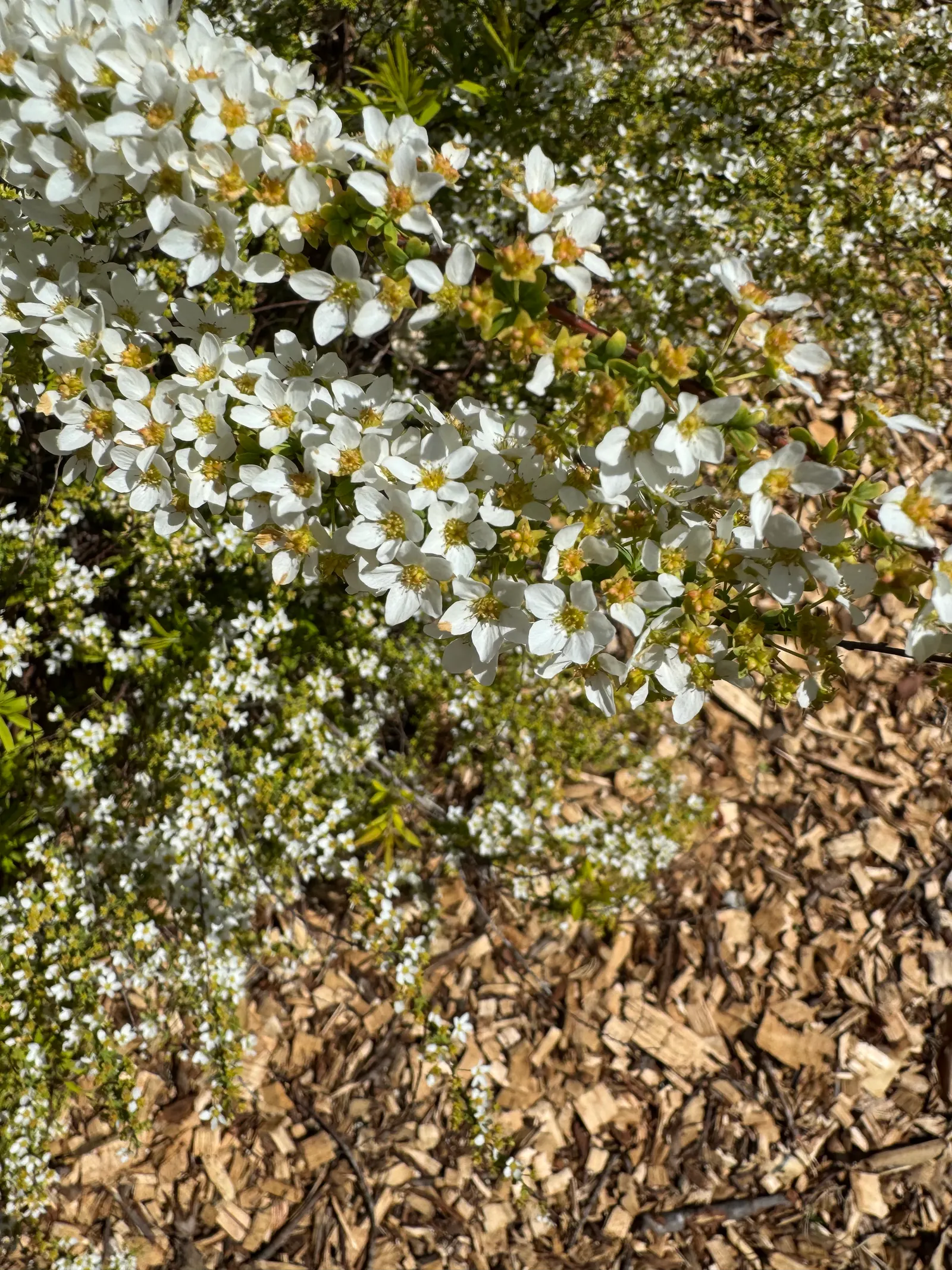 Mellow Yellow Spirea (Spiraea Thunbergii 'Ogon') — Maturing at 3-5 feet high and 3-4 feet wide, it boasts tiny white flowers in early spring