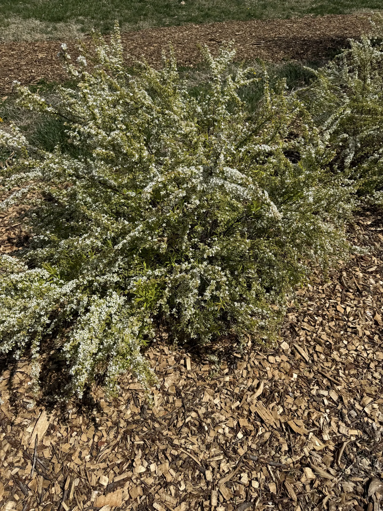 Mellow Yellow Spirea (Spiraea Thunbergii 'Ogon') — willow-like golden-yellow foliage that softens garden borders