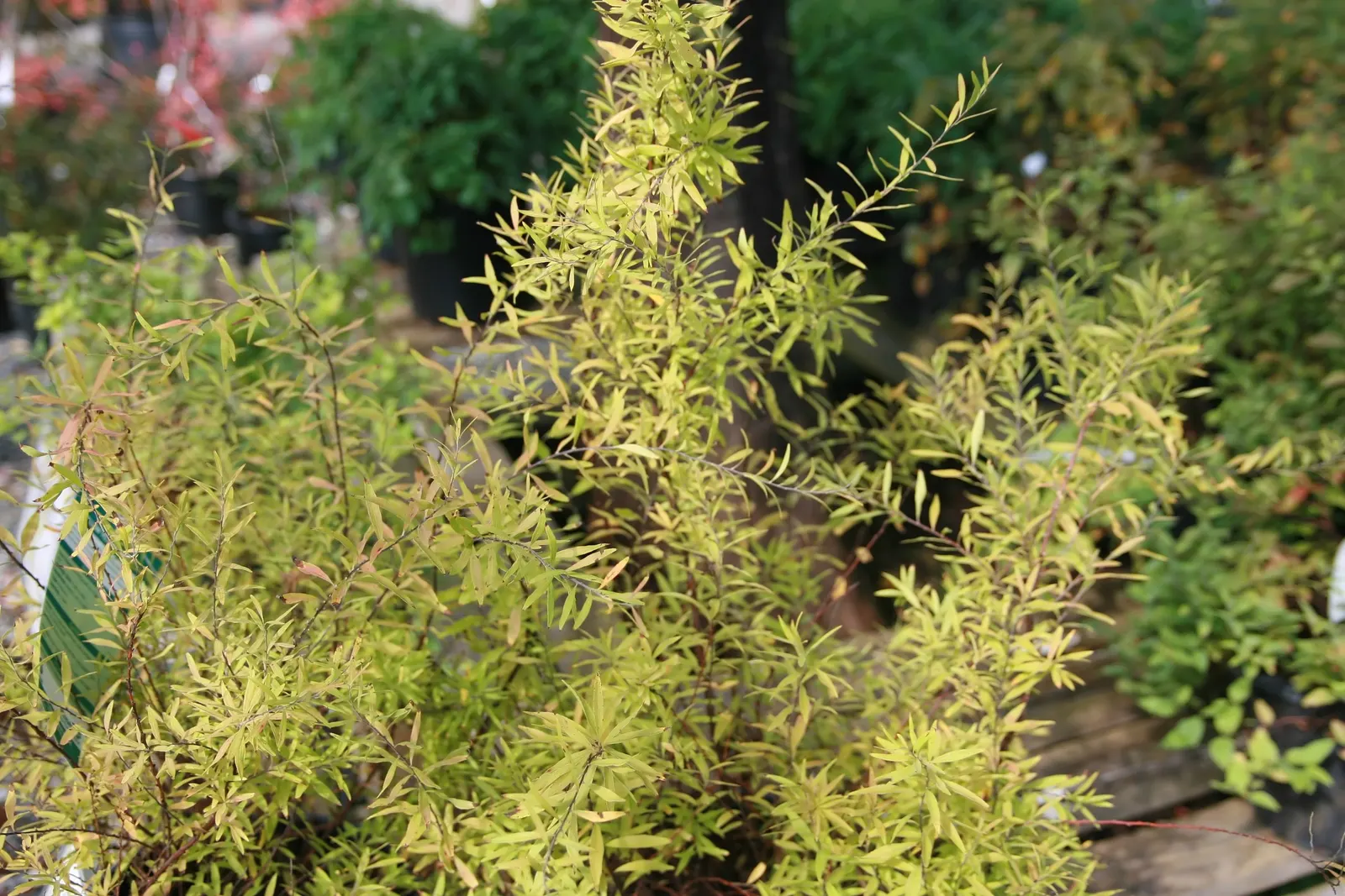 Mellow Yellow Spirea (Spiraea Thunbergii 'Ogon') — Mellow Yellow Spirea (Spiraea thunbergii 'Ogon') is a vibrant deciduous shrub notable for its wispy