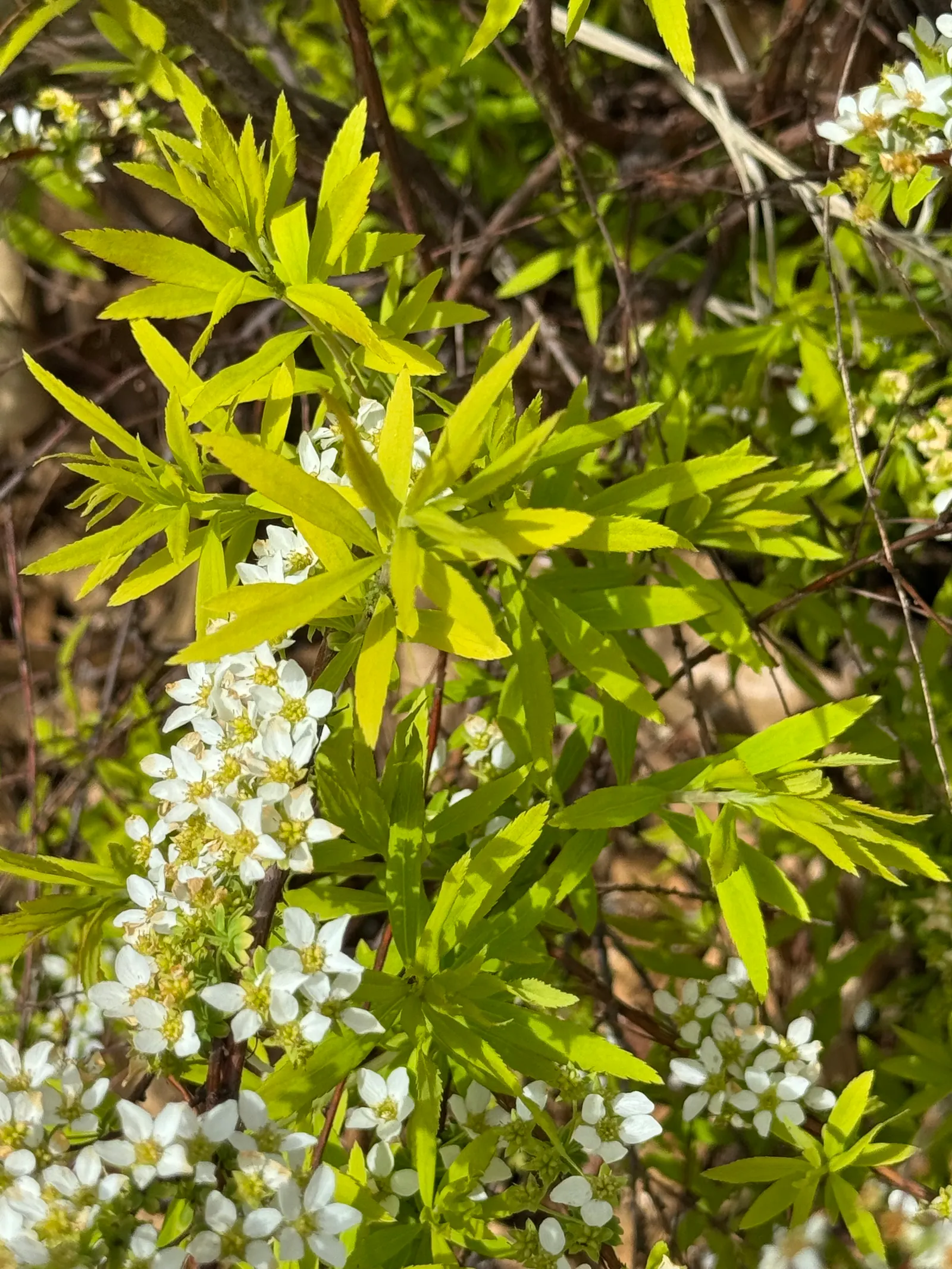 Mellow Yellow Spirea (Spiraea Thunbergii 'Ogon') — Thrives in USDA zones 4-8, preferring full sun to light shade