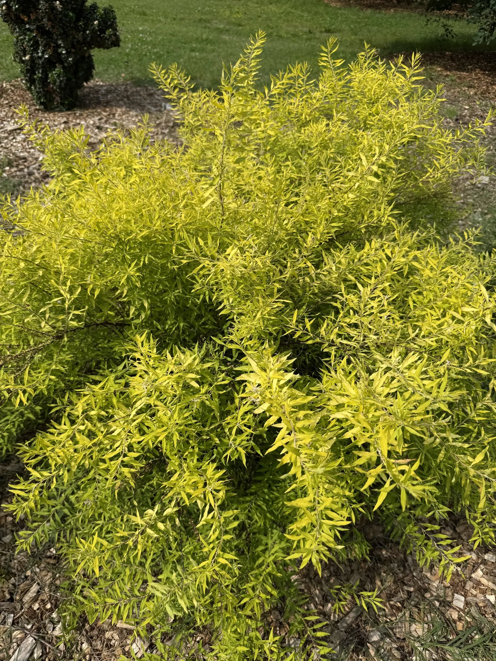 Mellow Yellow Spirea (Spiraea Thunbergii 'Ogon') — Low maintenance with moderate water needs, it's excellent for mass plantings or as an eye-catching specimen
