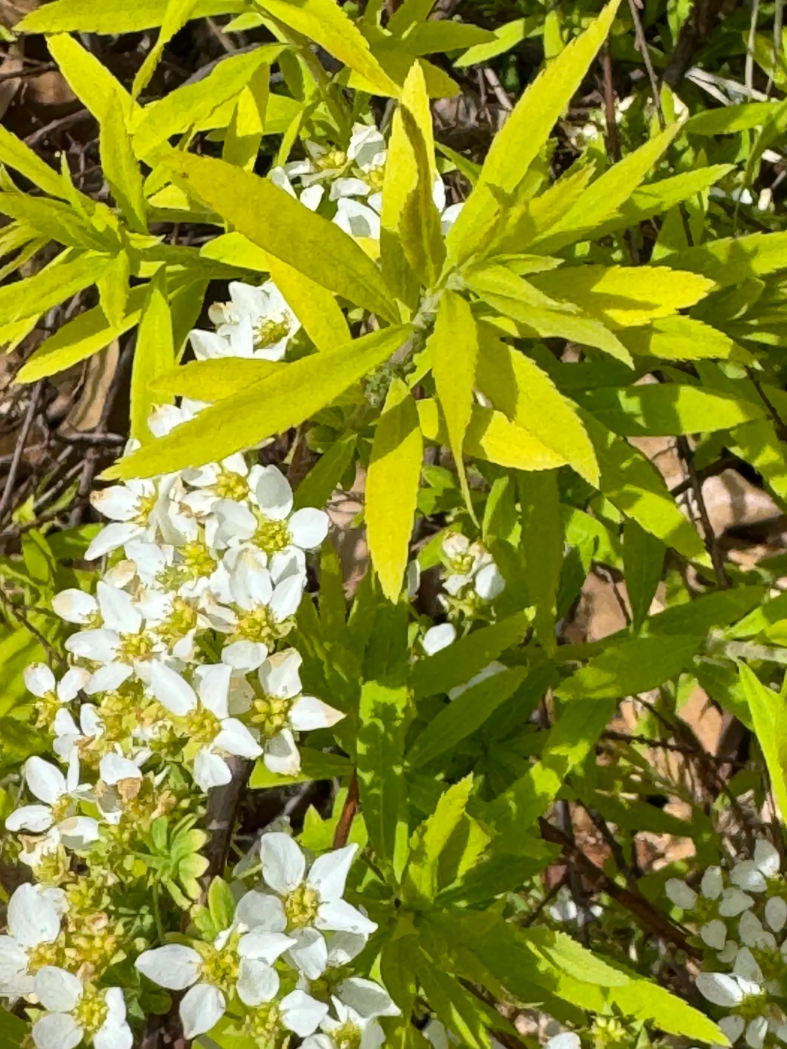 Mellow Yellow Spirea (Spiraea Thunbergii 'Ogon') — is a vibrant deciduous shrub that captivates with its fine-textured foliage and graceful