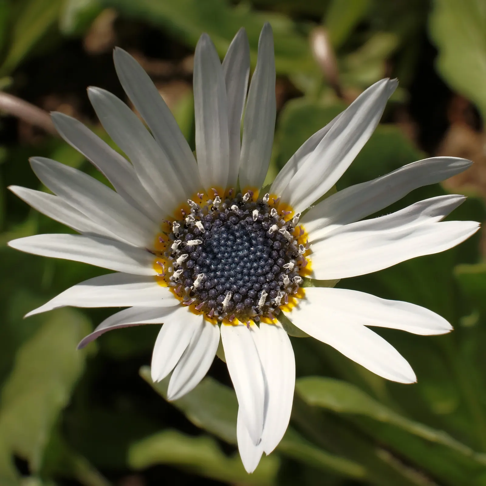 Arctotis Daisy, African Daisy (Arctotis Grandis 'Blue Eyed Daisy') — giving rise to its nickname.<br><br>Hailing from South Africa