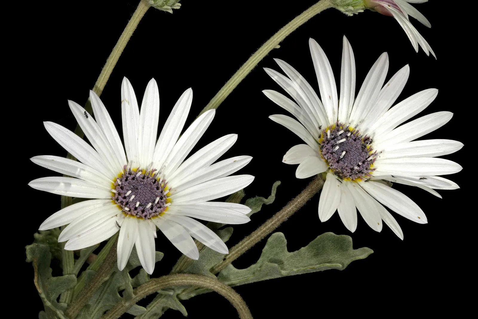 Arctotis Daisy, African Daisy (Arctotis Grandis 'Blue Eyed Daisy') — Deadheading promotes continuous flowering, enhancing beds, borders, and containers from