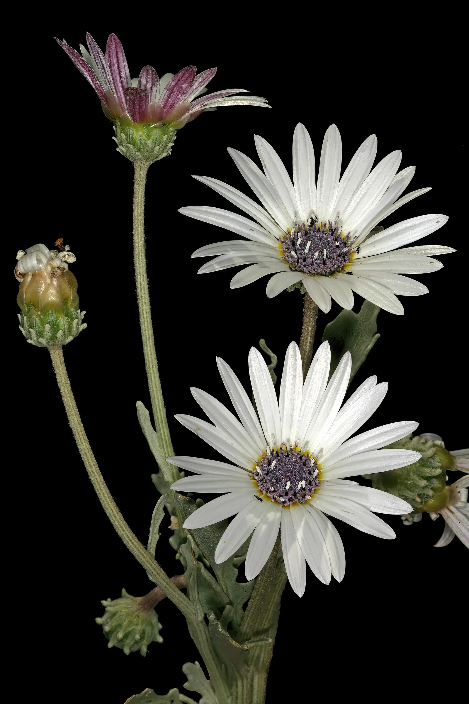 Arctotis Daisy, African Daisy (Arctotis Grandis 'Blue Eyed Daisy') — showcases striking daisy-like blooms with a unique blue center