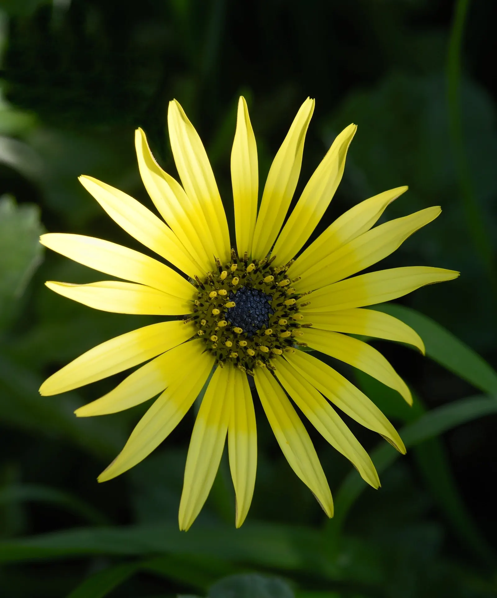 Arctotis Daisy, African Daisy (Arctotis Grandis 'Blue Eyed Daisy') — Deadheading can encourage further blooming