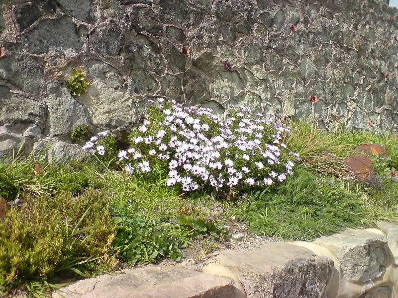 Arctotis Daisy, African Daisy (Arctotis Grandis 'Blue Eyed Daisy') — It prefers well-draining soil and tolerates drought once established