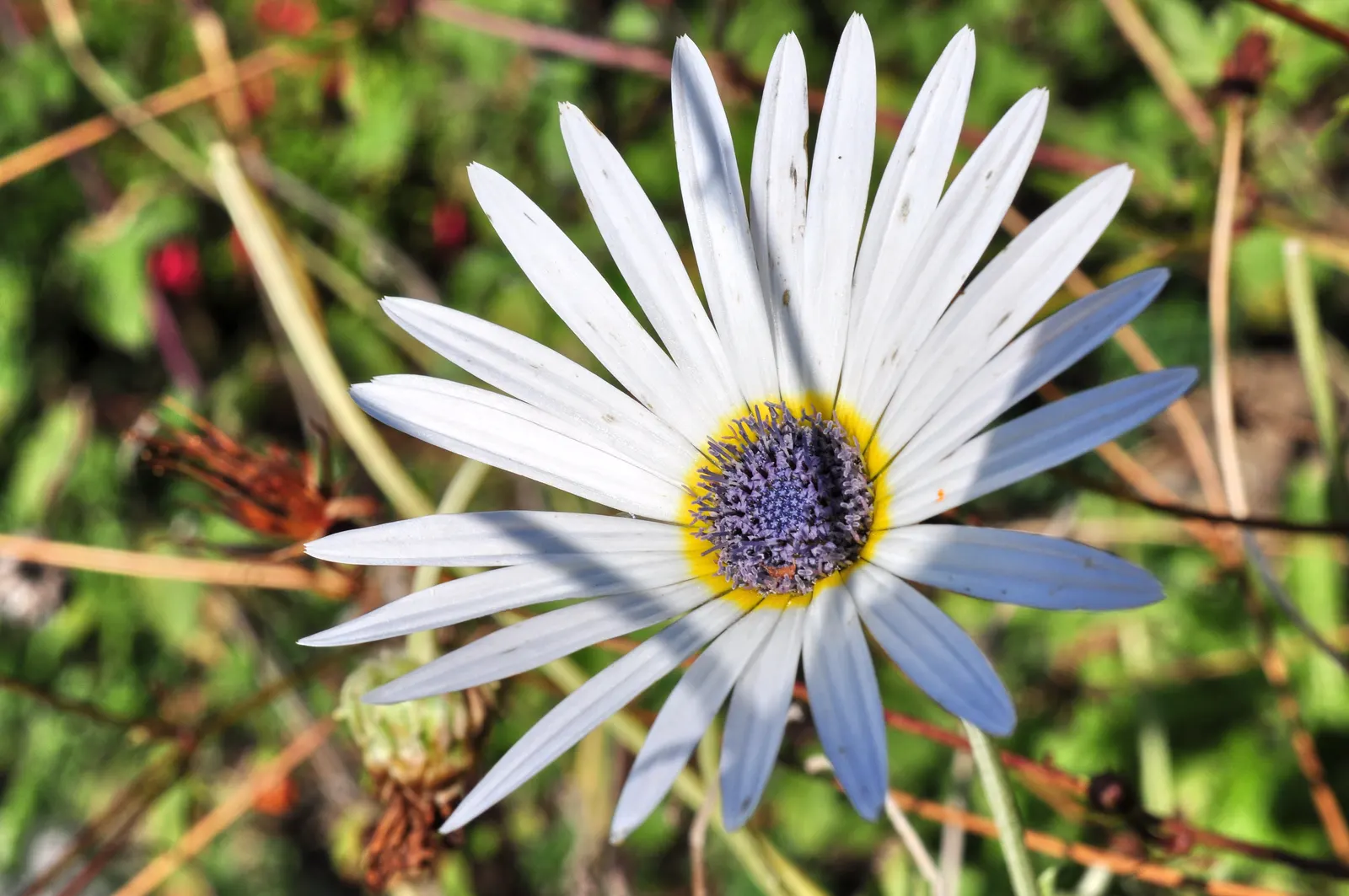Arctotis Daisy, African Daisy (Arctotis Grandis 'Blue Eyed Daisy') — It is a low-maintenance plant which occasionally attracts butterflies
