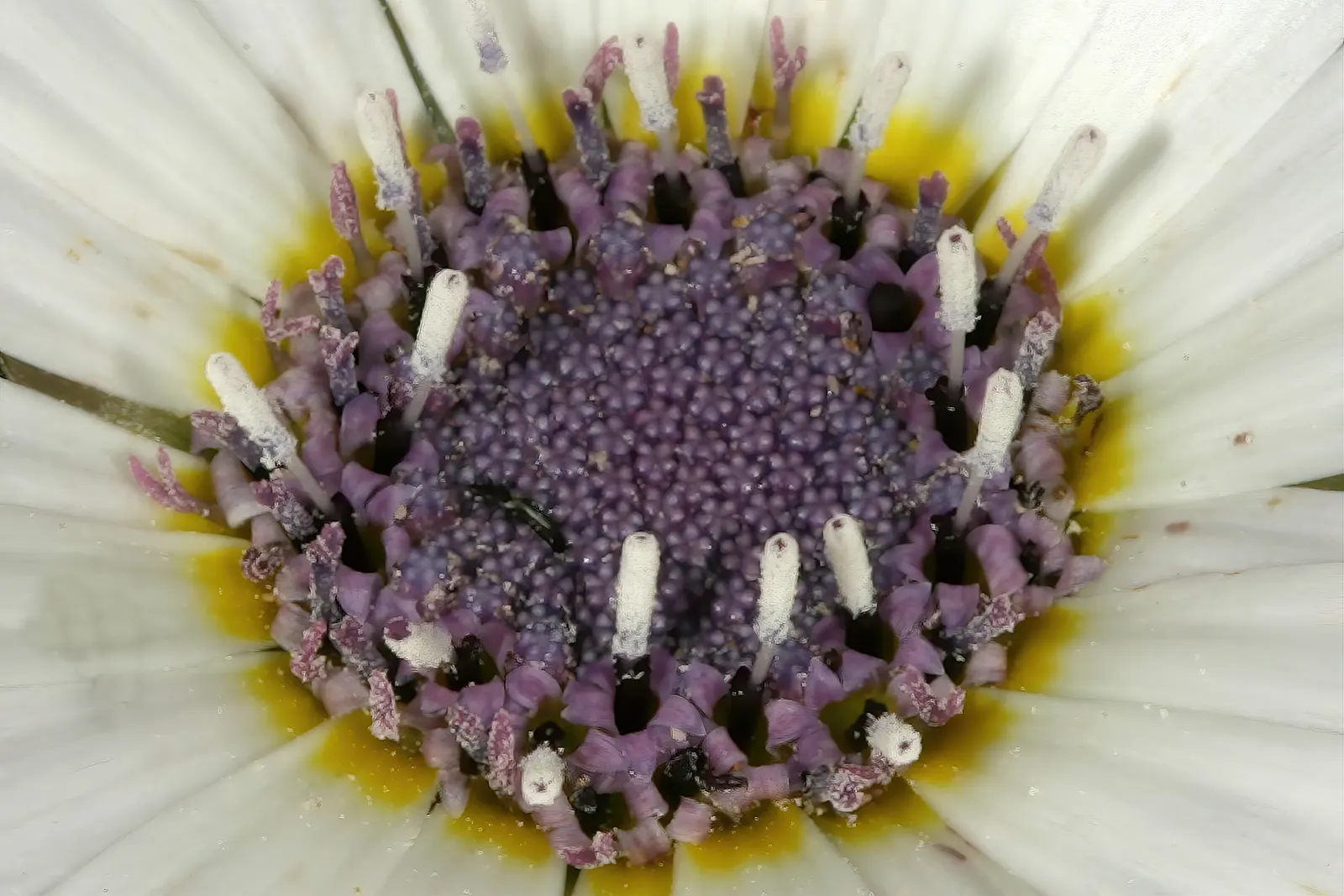 Arctotis Daisy, African Daisy (Arctotis Grandis 'Blue Eyed Daisy') — is a captivating perennial that brings a dynamic aesthetic to any landscape design