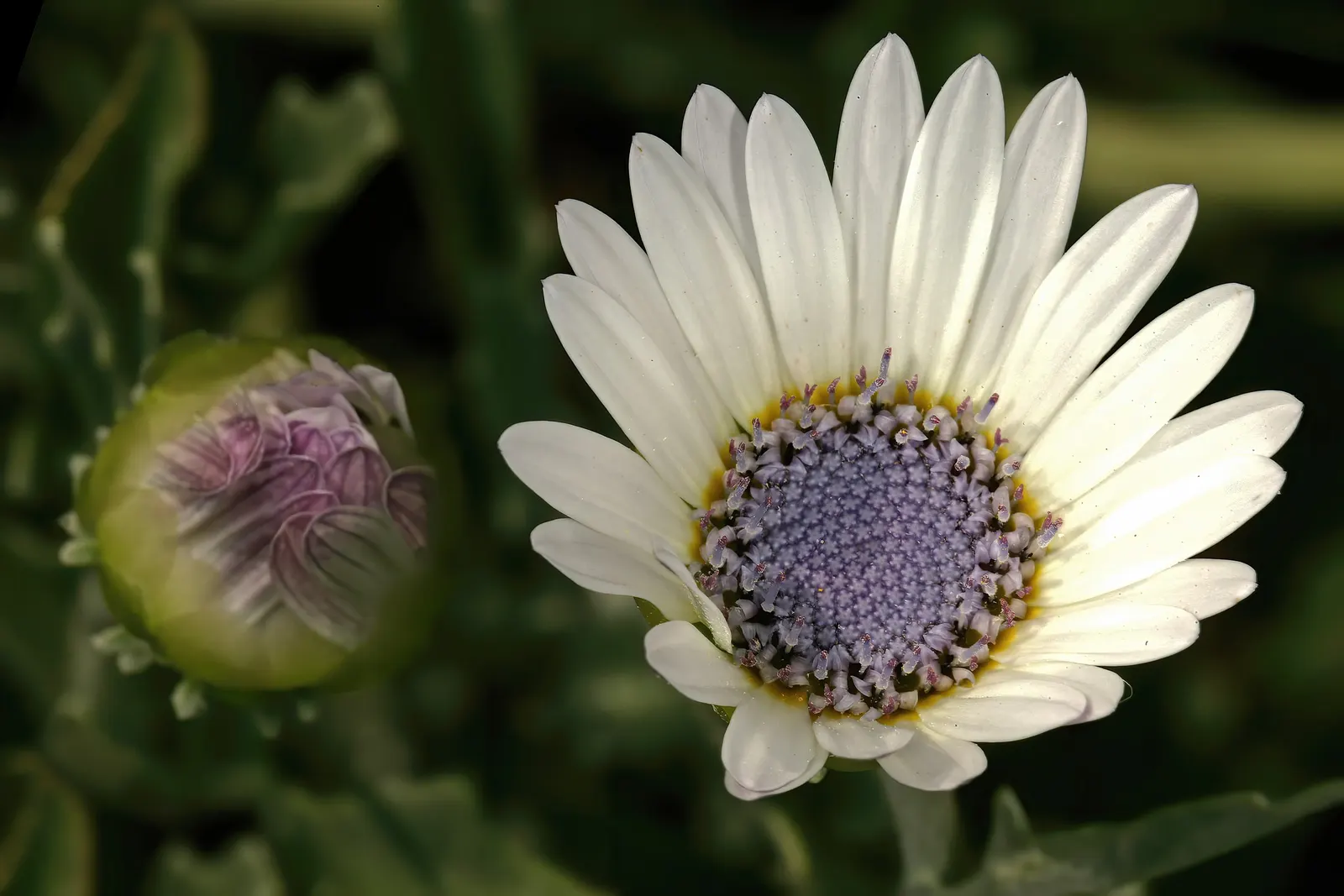 Arctotis Daisy, African Daisy (Arctotis Grandis 'Blue Eyed Daisy') — Arctotis grandis 'Blue Eyed Daisy,' commonly known as African Daisy