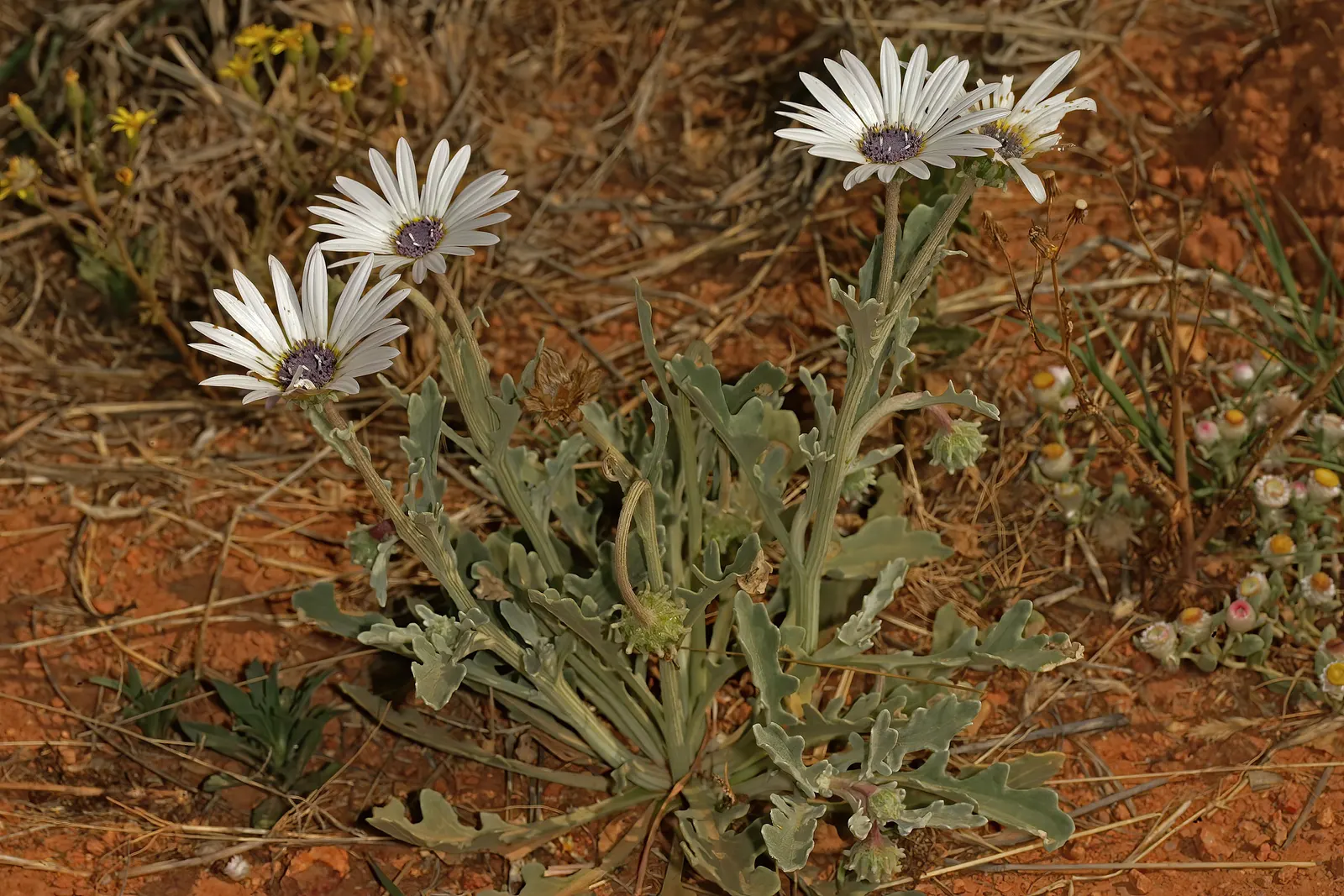 Arctotis Daisy, African Daisy (Arctotis Grandis 'Blue Eyed Daisy') — making it an ideal choice for sunny borders or as a focal point in rock gardens