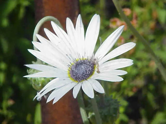 Arctotis Daisy, African Daisy (Arctotis Grandis 'Blue Eyed Daisy') — Thriving in full sun, this perennial reaches 12-18 inches in height and spreads about 9-12