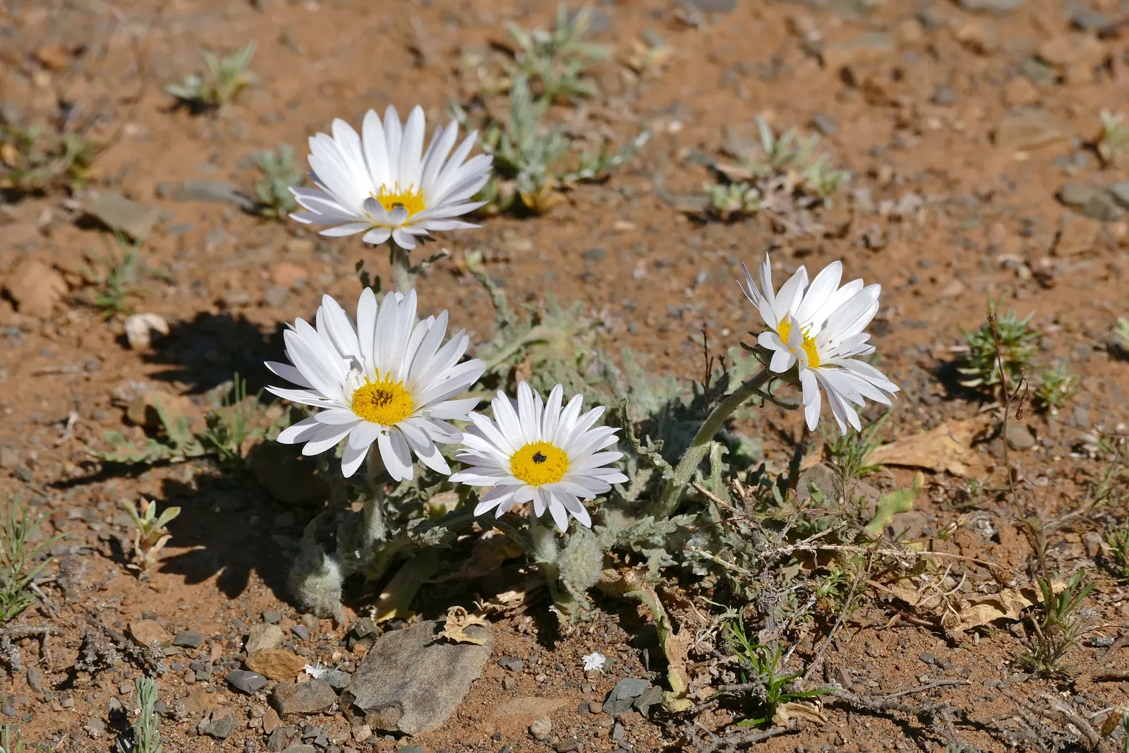 Arctotis Daisy, African Daisy (Arctotis Grandis 'Blue Eyed Daisy') — keeping this exquisite plant looking its best throughout the season