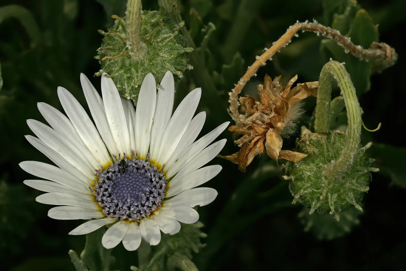 Arctotis Daisy, African Daisy (Arctotis Grandis 'Blue Eyed Daisy') — USDA hardiness zones 9-11