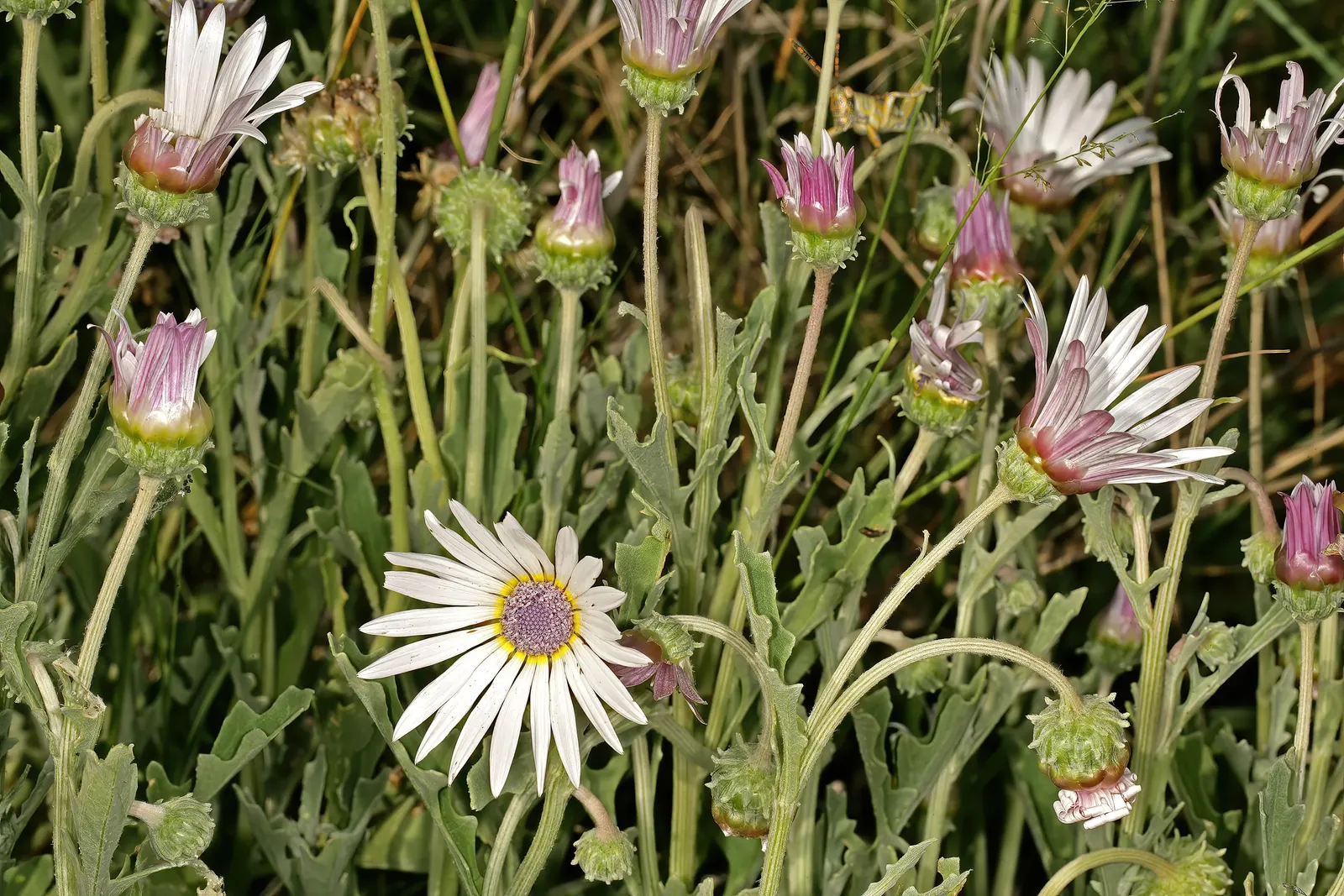 Arctotis Daisy, African Daisy (Arctotis Grandis 'Blue Eyed Daisy') — it ensures a long-lasting display of color.<br><br>Hardy to USDA zones 9 to 11