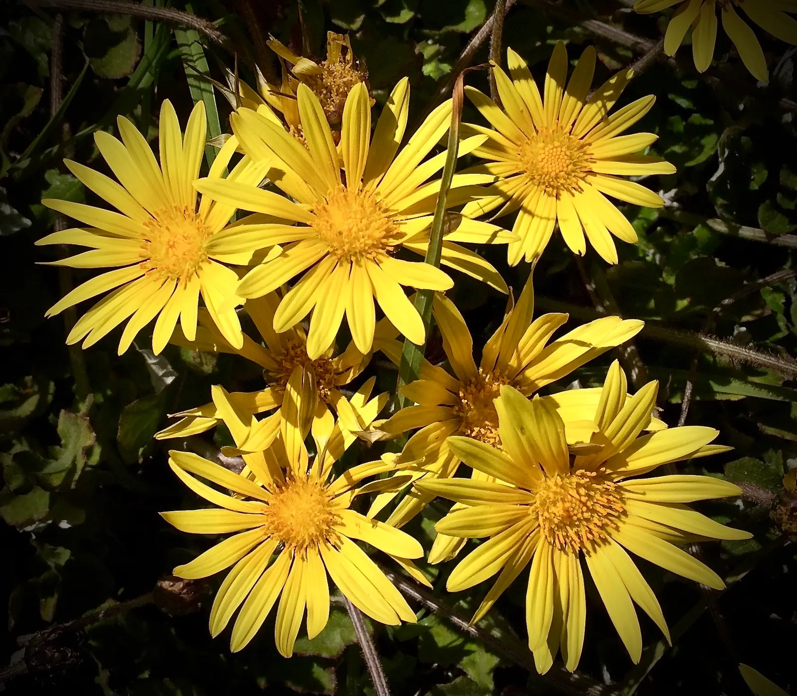 Arctotis Daisy, African Daisy (Arctotis Grandis 'Blue Eyed Daisy') — encircled by white to lavender petals