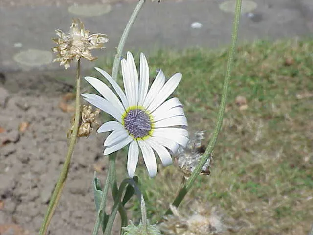 Arctotis Daisy, African Daisy (Arctotis Grandis 'Blue Eyed Daisy') — commonly referred to as the African Daisy or 'Blue Eyed Daisy'