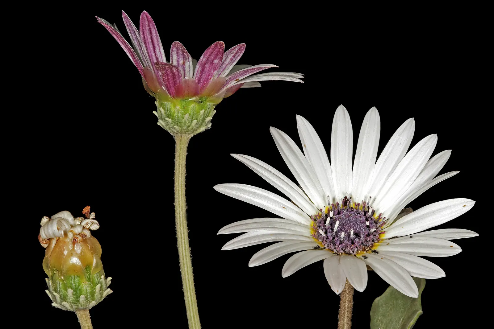 Arctotis Daisy, African Daisy (Arctotis Grandis 'Blue Eyed Daisy') — allowing it to seamlessly integrate with both low ground covers and taller shrubs or