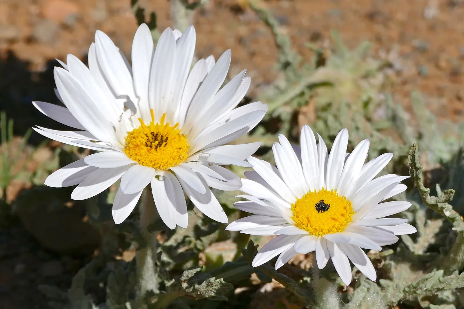 Arctotis Daisy, African Daisy (Arctotis Grandis 'Blue Eyed Daisy') — adding an extra layer of interaction to the landscape