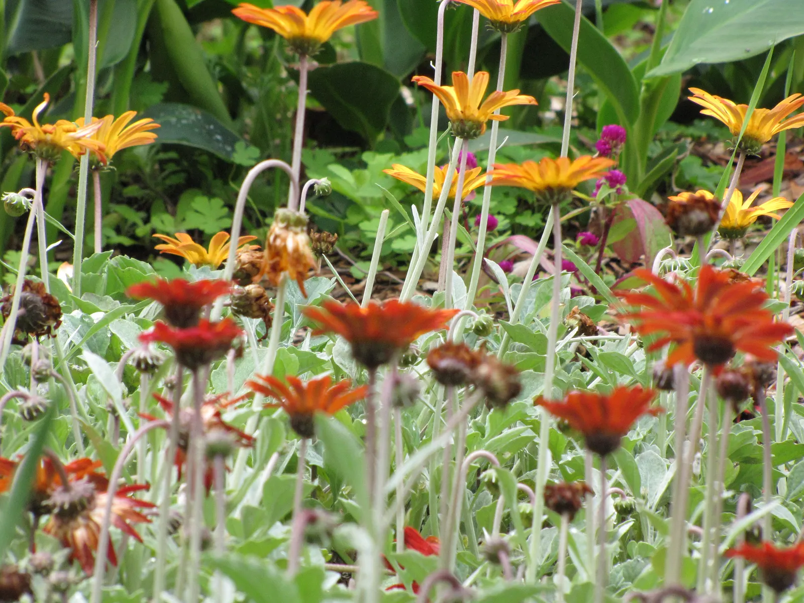 Arctotis Daisy, African Daisy (Arctotis Grandis 'Blue Eyed Daisy') — It is drought-tolerant once established and prefers environments with low to moderate
