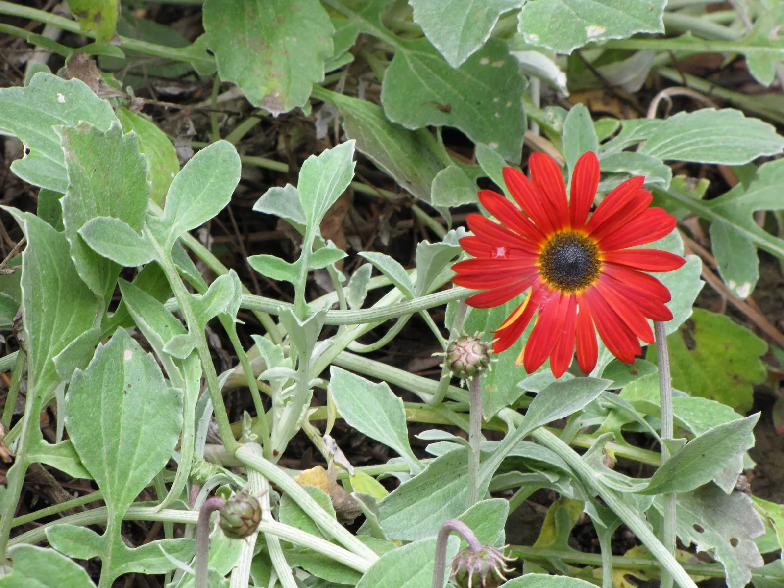 Arctotis Daisy, African Daisy (Arctotis Grandis 'Blue Eyed Daisy') — the African Daisy is semi-hardy and may require protection or replacement in colder
