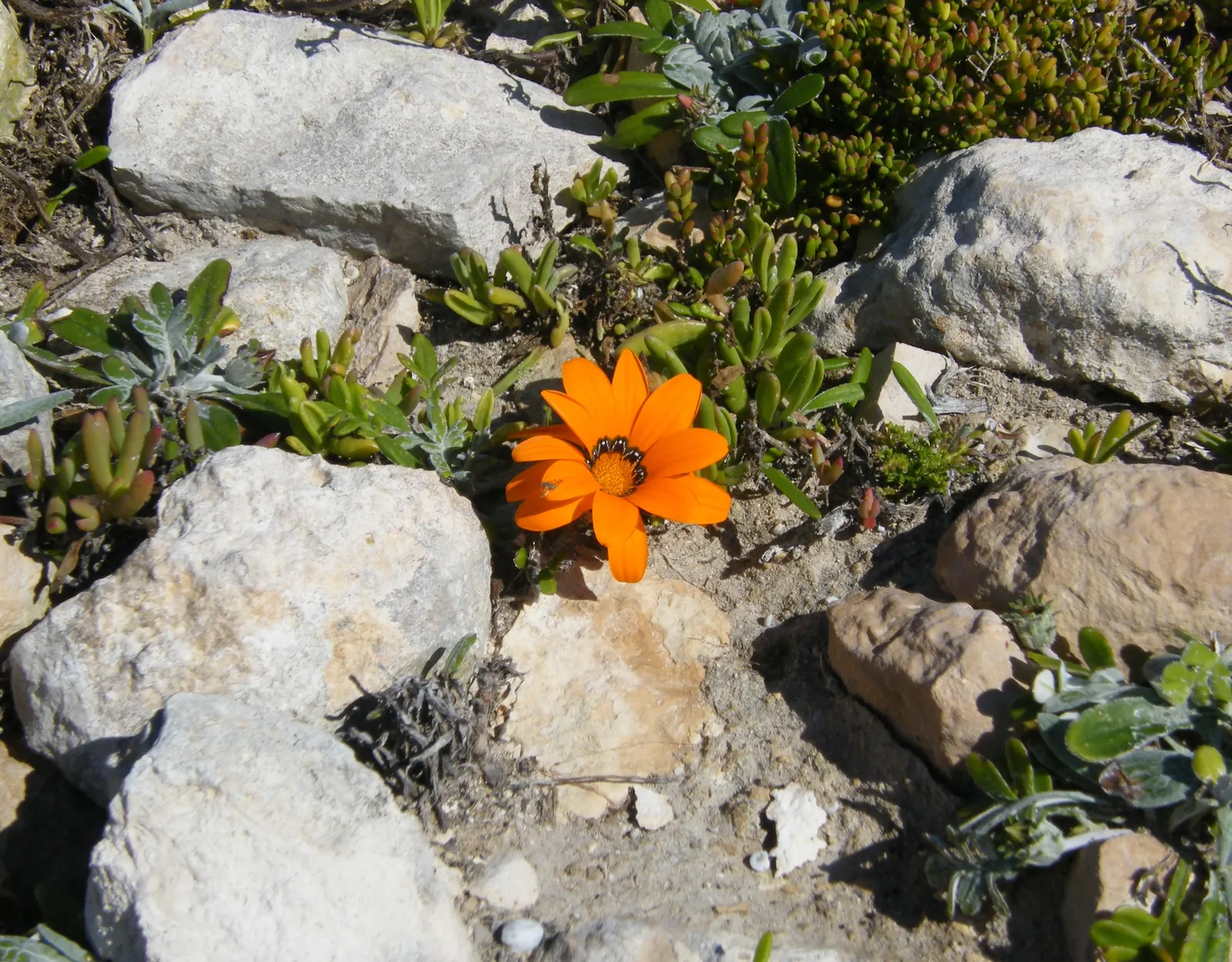 Arctotis Daisy, African Daisy (Arctotis Grandis 'Blue Eyed Daisy') — the African Daisy thrives in full sun and requires well-drained soil