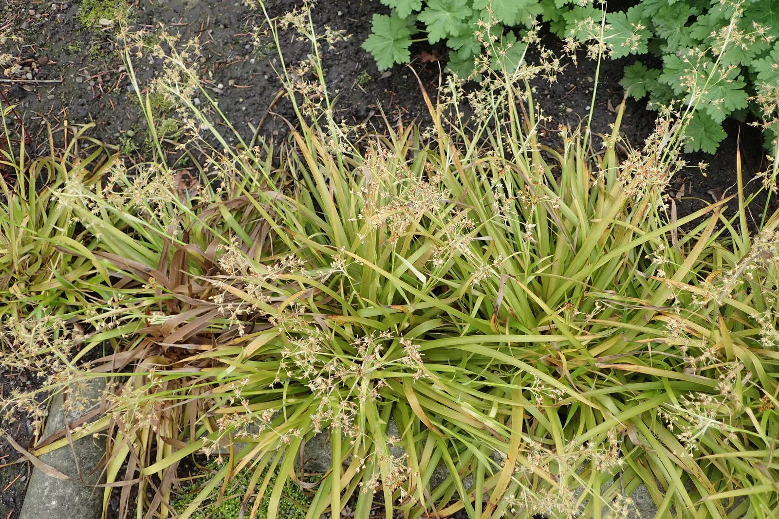 Yellow Great Wood Rush (Luzula Sylvatica 'Aurea') — commonly known as the Yellow Great Wood Rush