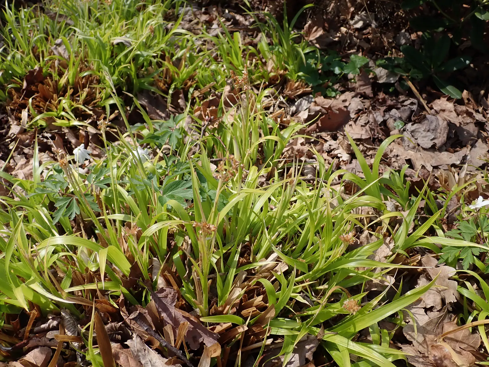 Yellow Great Wood Rush (Luzula Sylvatica 'Aurea') — and their brightly colored