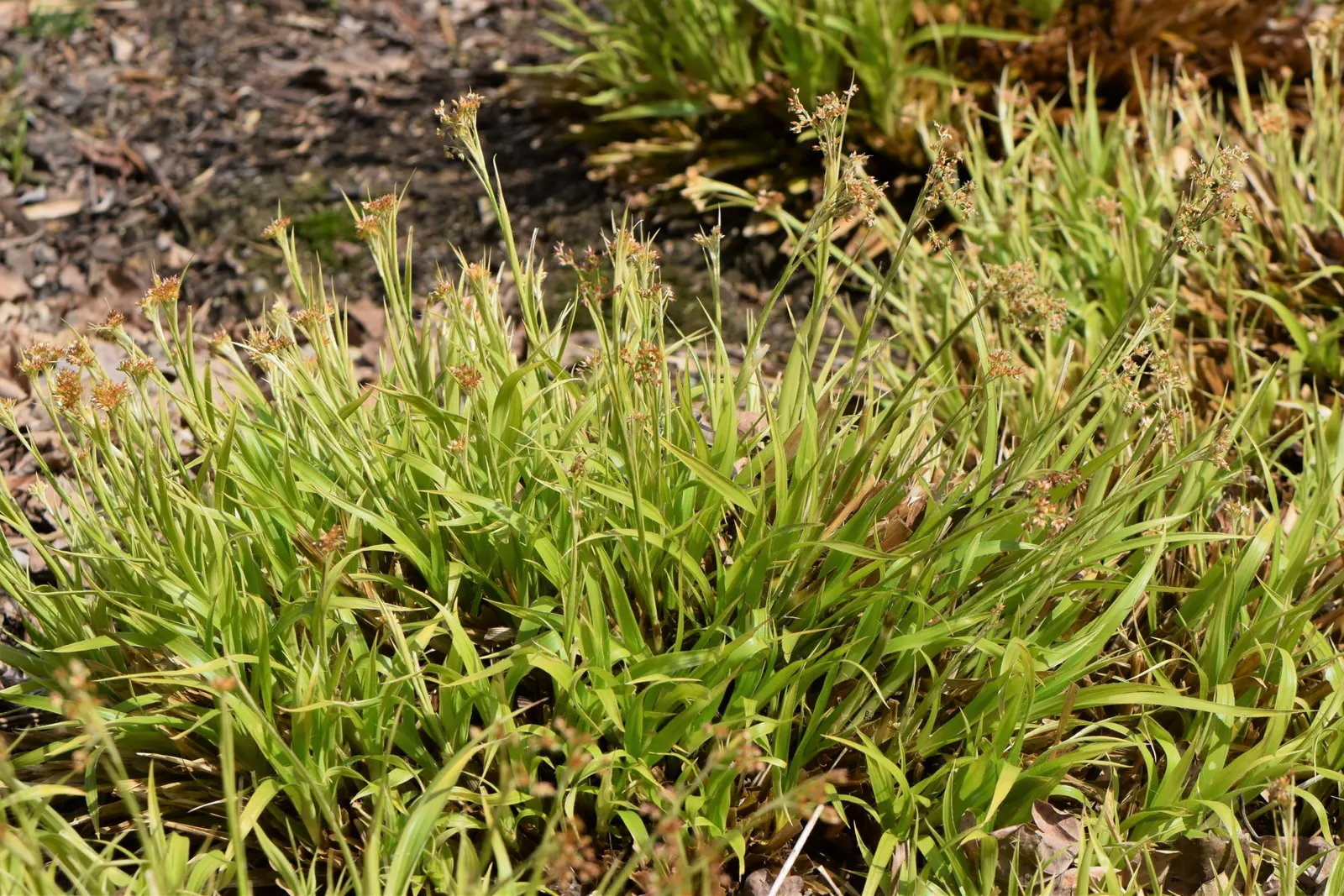 Yellow Great Wood Rush (Luzula Sylvatica 'Aurea') — Hardy in zones 5-9, it has low maintenance needs and moderate growth rate