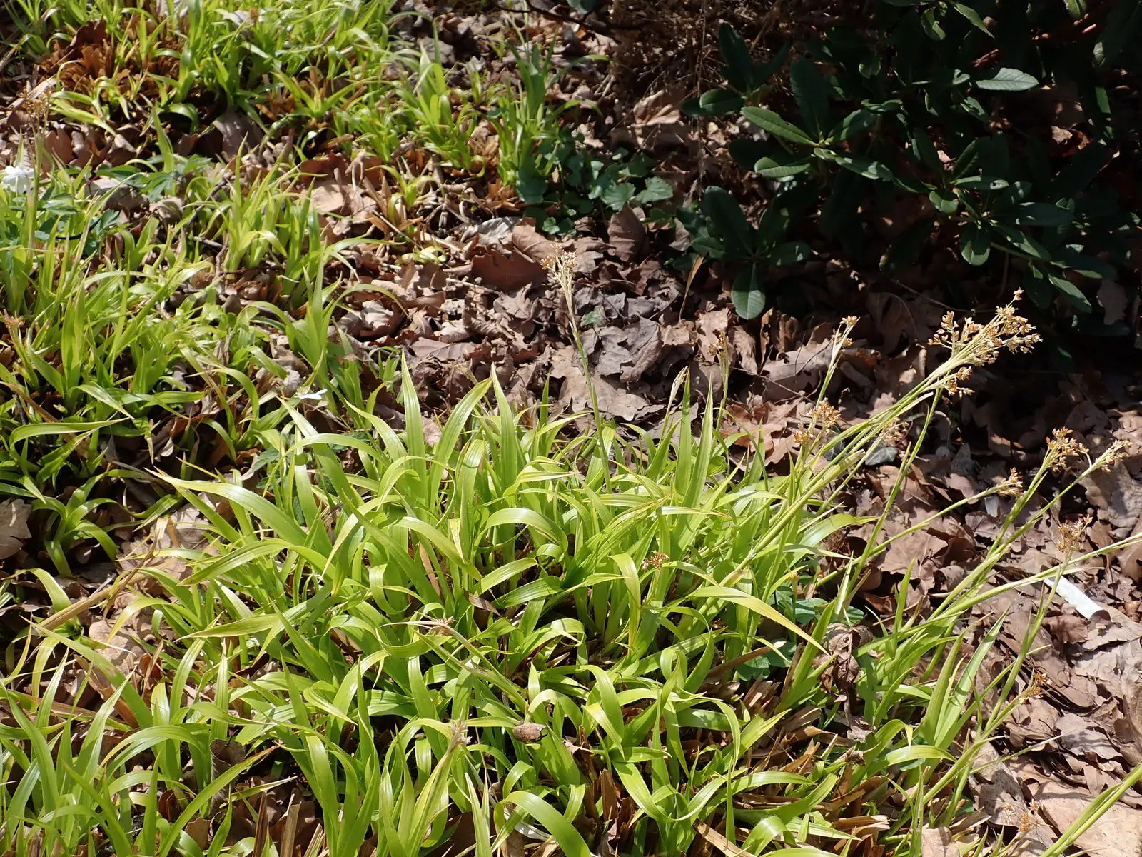 Yellow Great Wood Rush (Luzula Sylvatica 'Aurea') — It's ideal for woodland gardens, adding bright color and texture