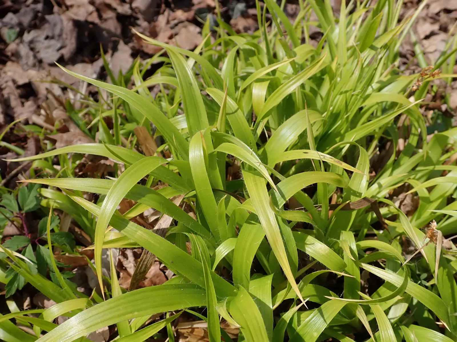Yellow Great Wood Rush (Luzula Sylvatica 'Aurea') — providing year-round interest