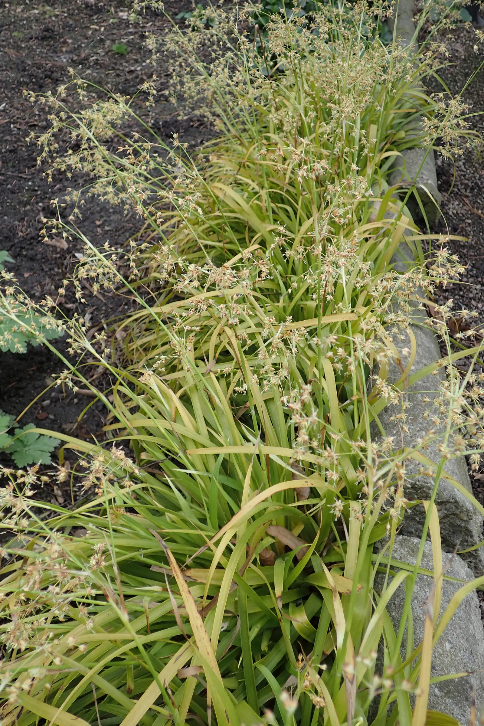 Yellow Great Wood Rush (Luzula Sylvatica 'Aurea') — although it can tolerate a range of light conditions from partial shade to full shade