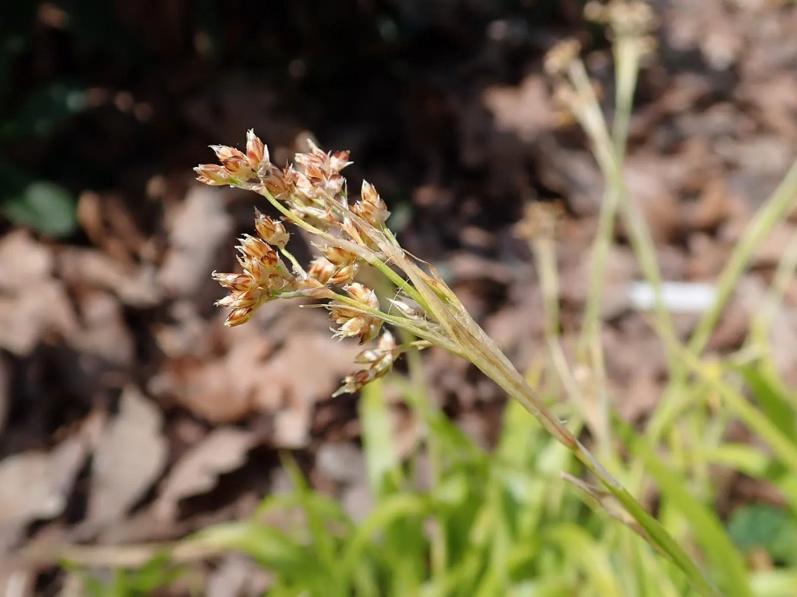 Yellow Great Wood Rush (Luzula Sylvatica 'Aurea') — commonly known as Yellow Great Wood Rush