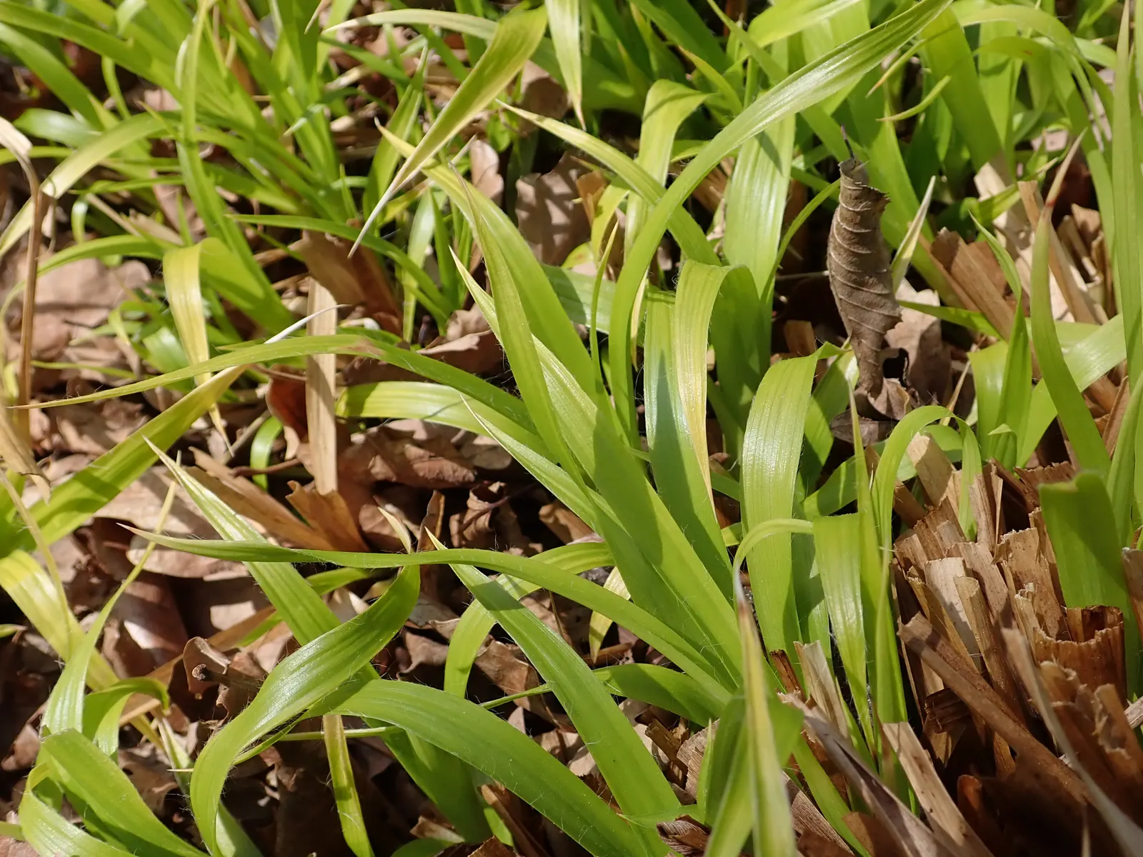 Yellow Great Wood Rush (Luzula Sylvatica 'Aurea') — The leaves are evergreen in some climates