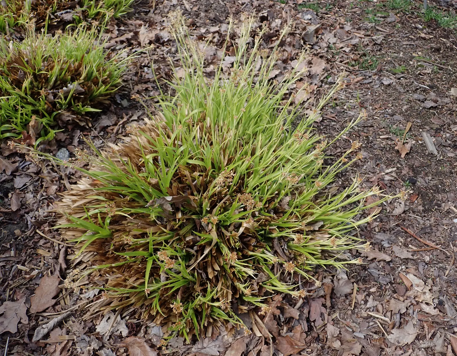 Yellow Great Wood Rush (Luzula Sylvatica 'Aurea') — This ornamental grass thrives in part shade to full shade in well-drained, moist soil