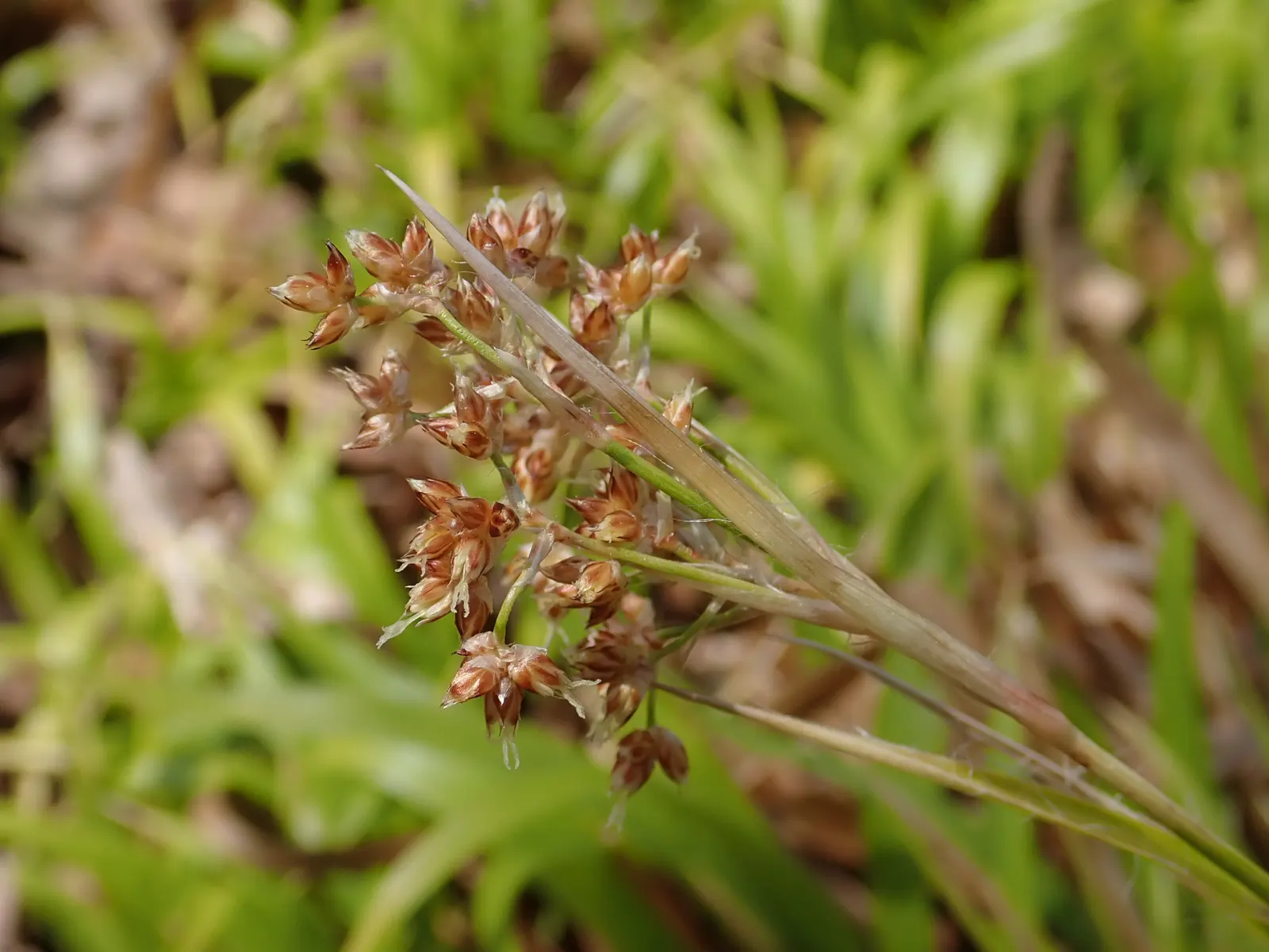 Yellow Great Wood Rush (Luzula Sylvatica 'Aurea') — It boasts vibrant yellow-green foliage reaching heights of 1-2 feet with a spread of up to 1.5 feet