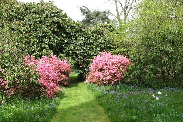 Azalea (Azalea Mollis) — is a deciduous shrub with a striking display of vibrant flowers varying from yellow to pink