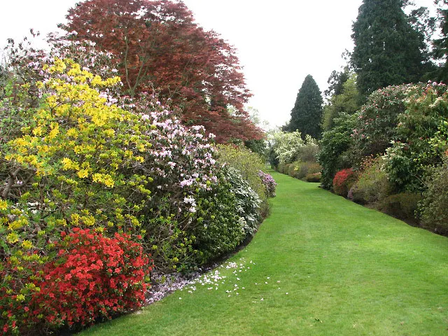 Azalea (Azalea Mollis) — It reaches an average of 4-6 feet in height and width, ideal for eye-catching borders or specimen planting