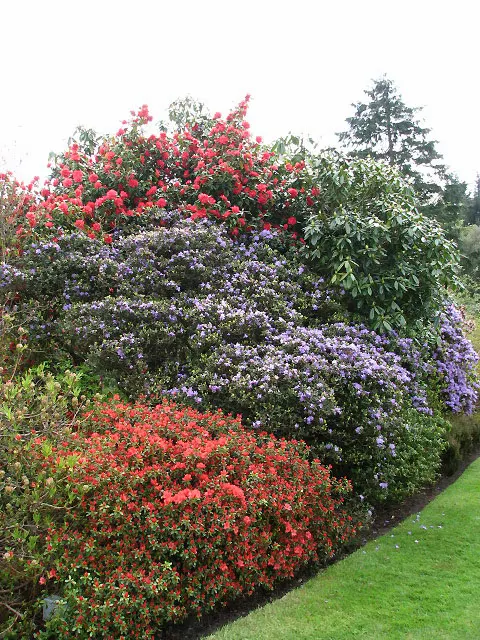 Azalea (Azalea Mollis) — commonly known as the Rhododendron